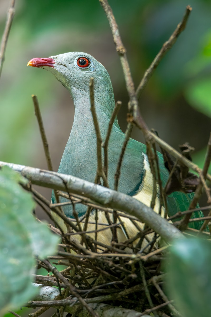 Cream-breasted Fruit-Dove - ML645373957