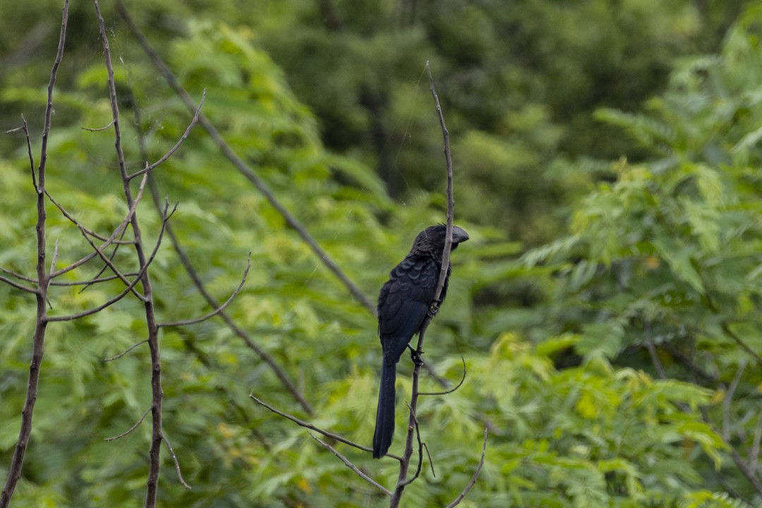 Smooth-billed Ani - ML645373960