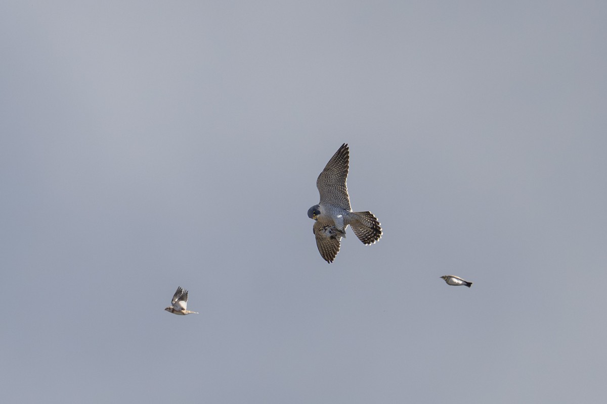 Peregrine Falcon (North American) - ML645373974