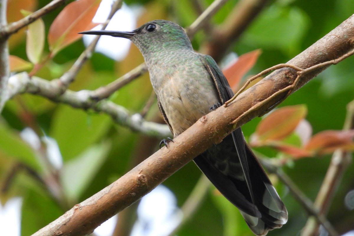 Чешуйчатогрудый саблекрыл - ML645373975