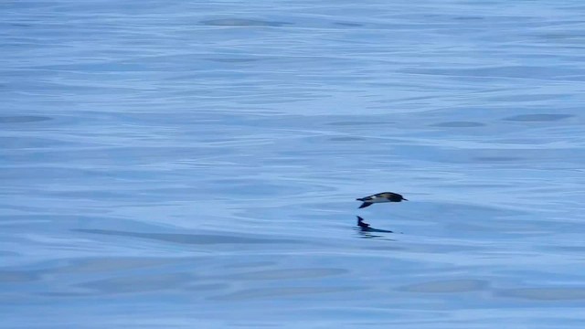 Hutton's Shearwater - ML645373978