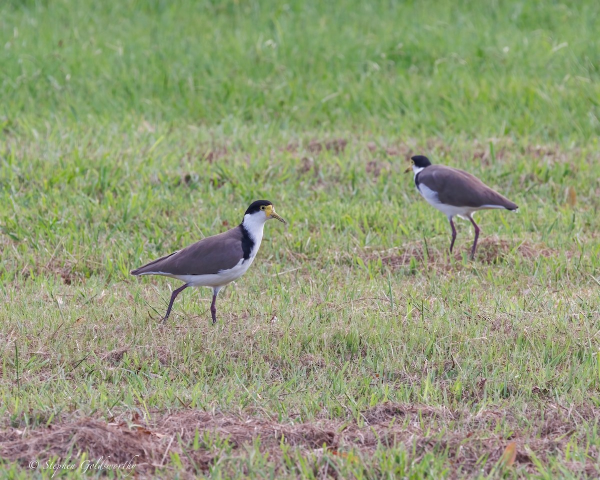 čejka australská - ML645373979