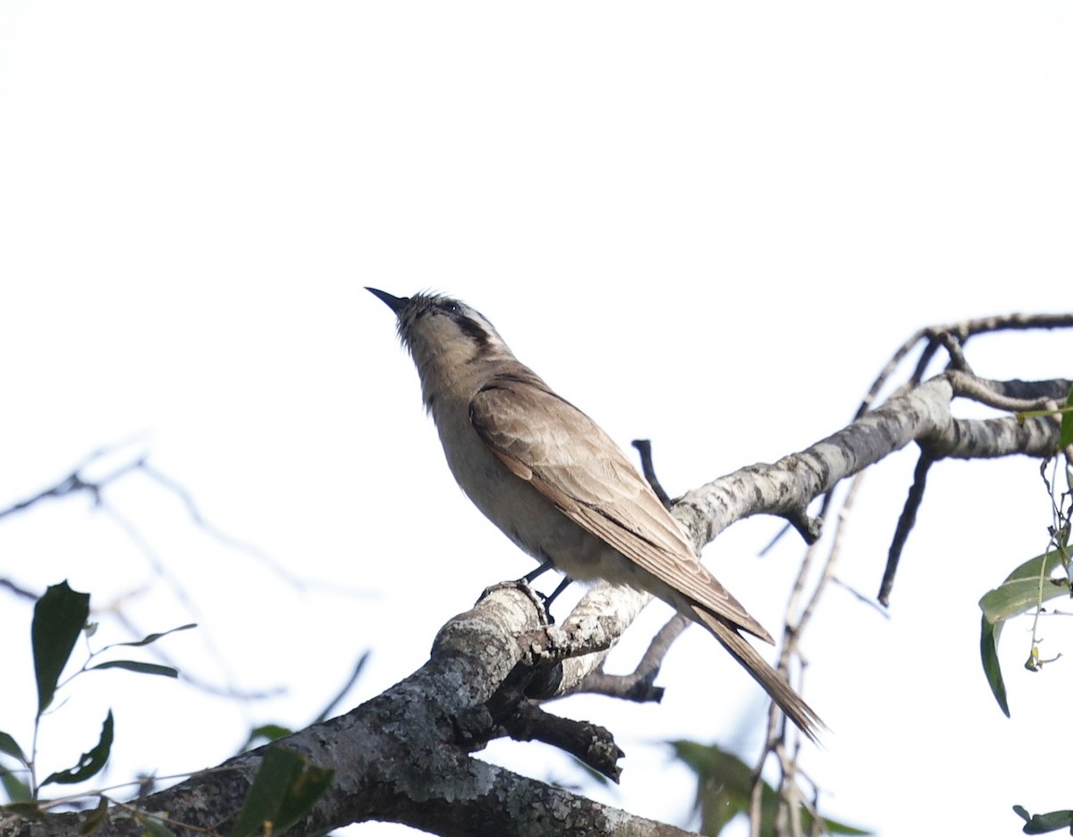 Black-eared Cuckoo - ML645373981