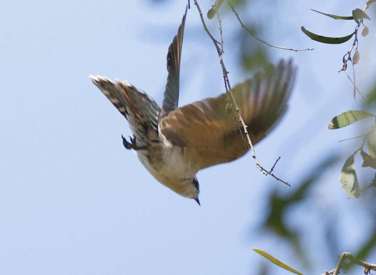 Black-eared Cuckoo - ML645373982