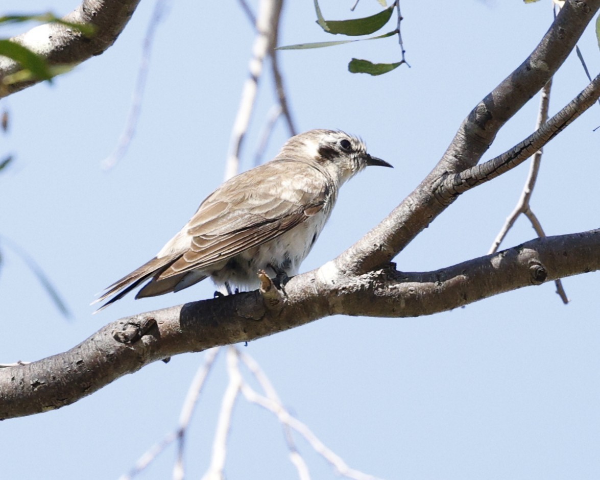 Black-eared Cuckoo - ML645373983