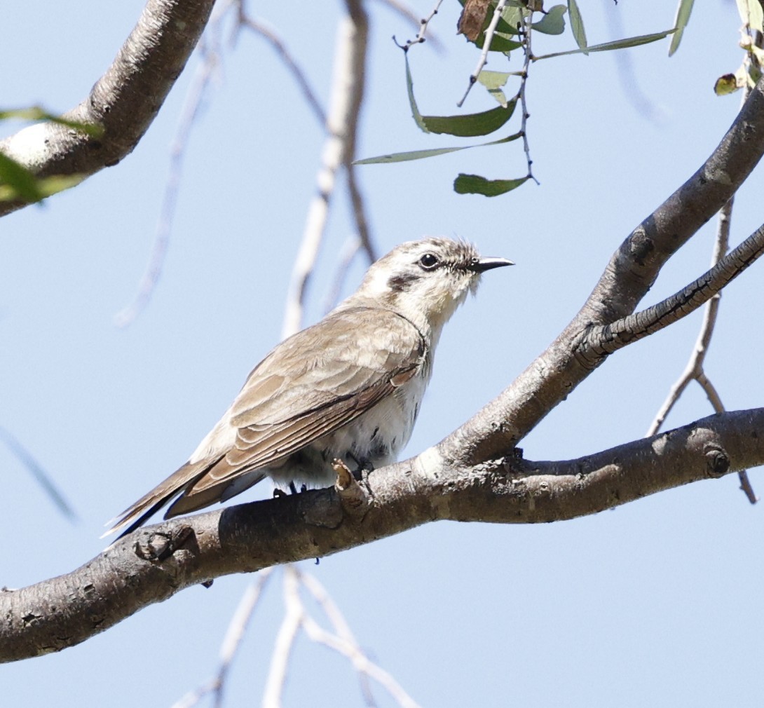 Black-eared Cuckoo - ML645373984