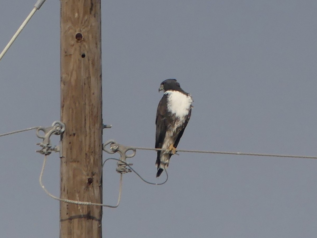White-tailed Hawk - ML645373985