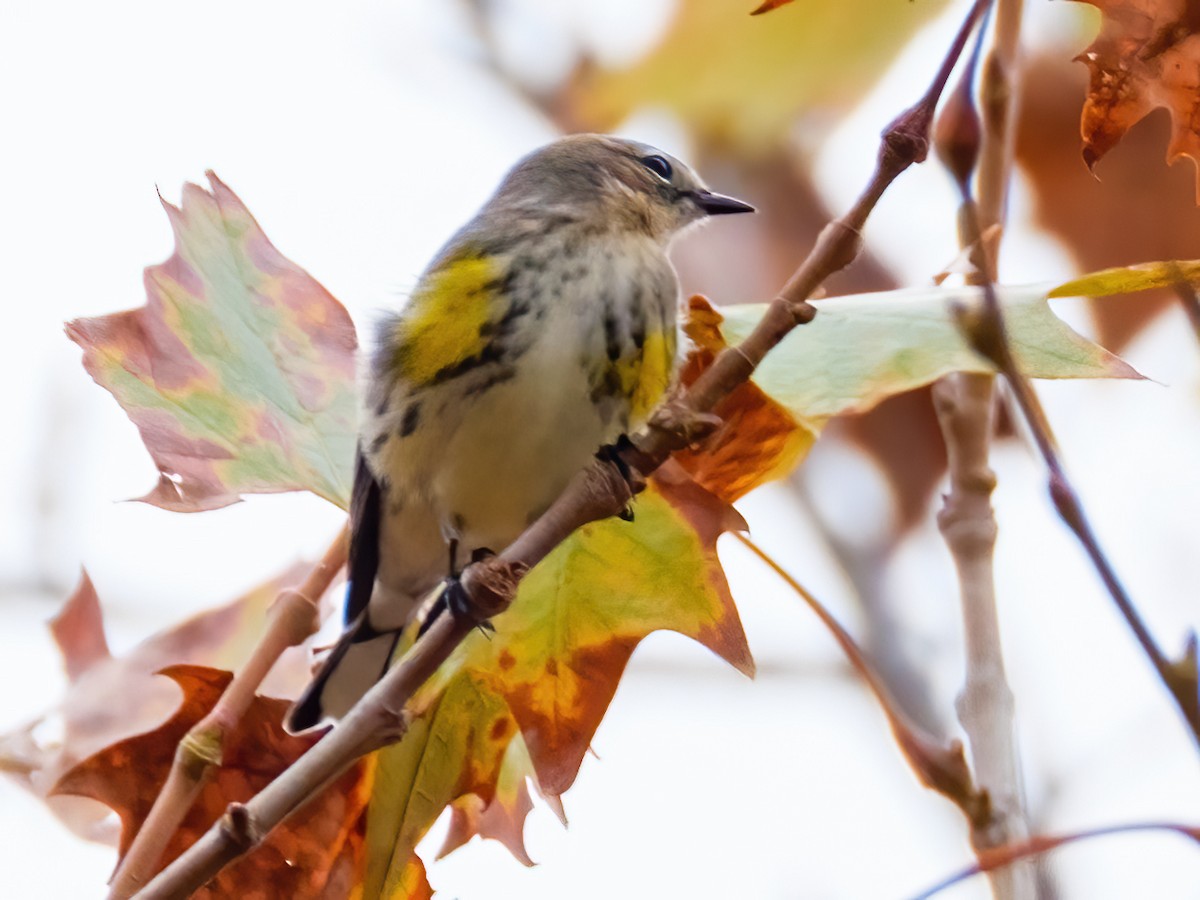 Yellow-rumped Warbler - ML645373986