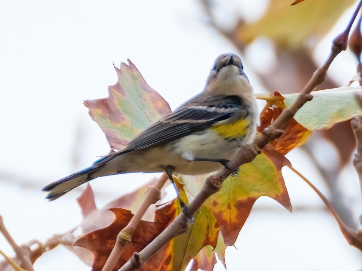 Yellow-rumped Warbler - ML645373987