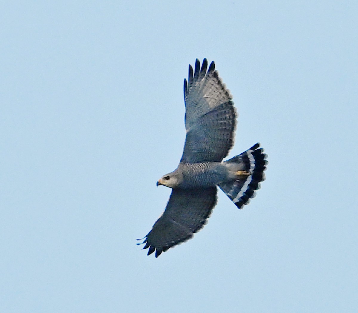 Gray Hawk - ML645373988