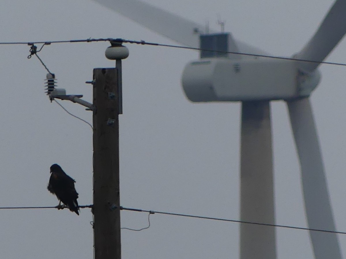 White-tailed Hawk - ML645373995