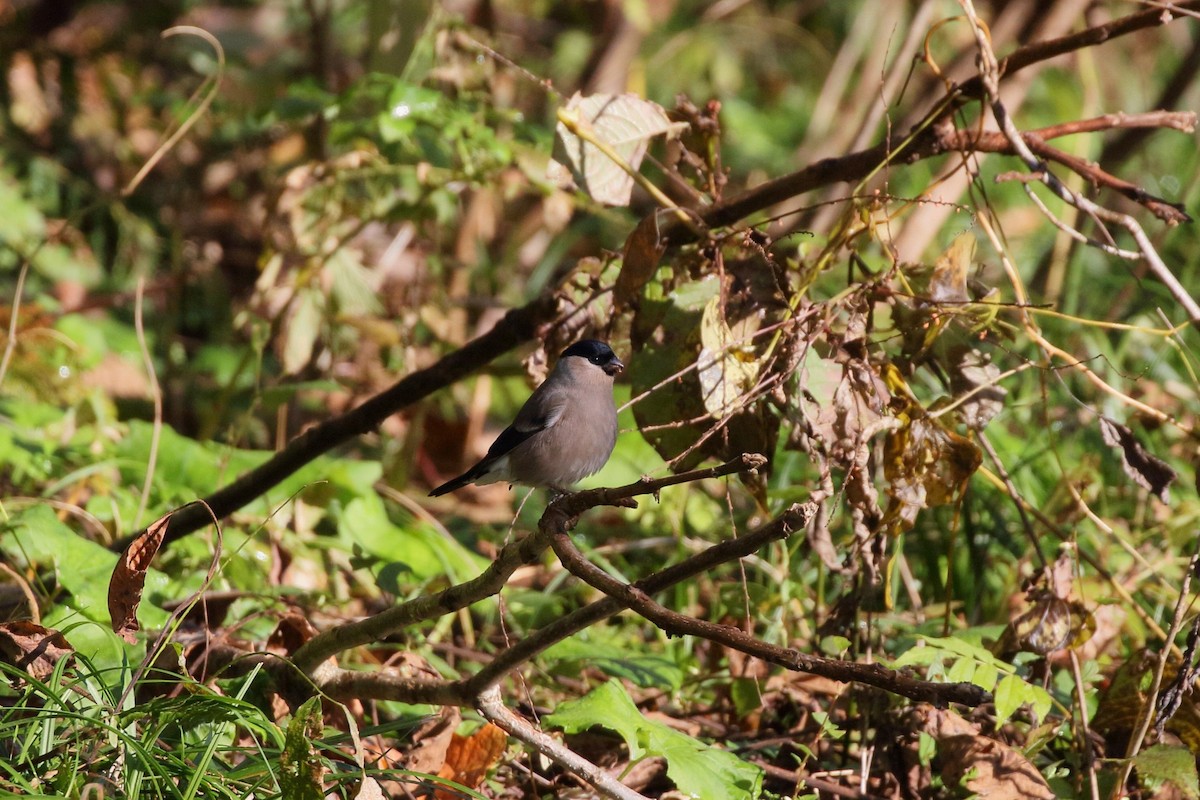 歐亞鷽 - ML645374005