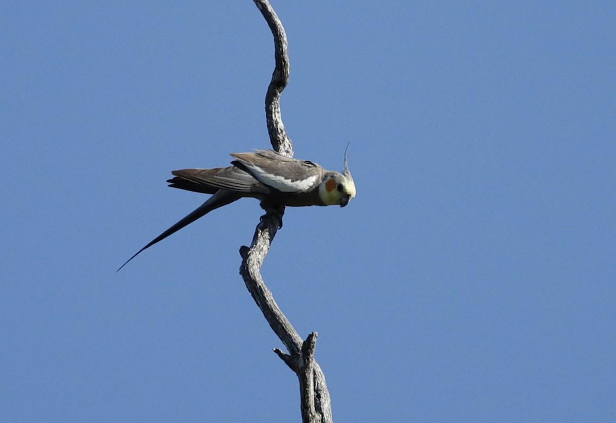 雞尾鸚鵡 - ML645374006