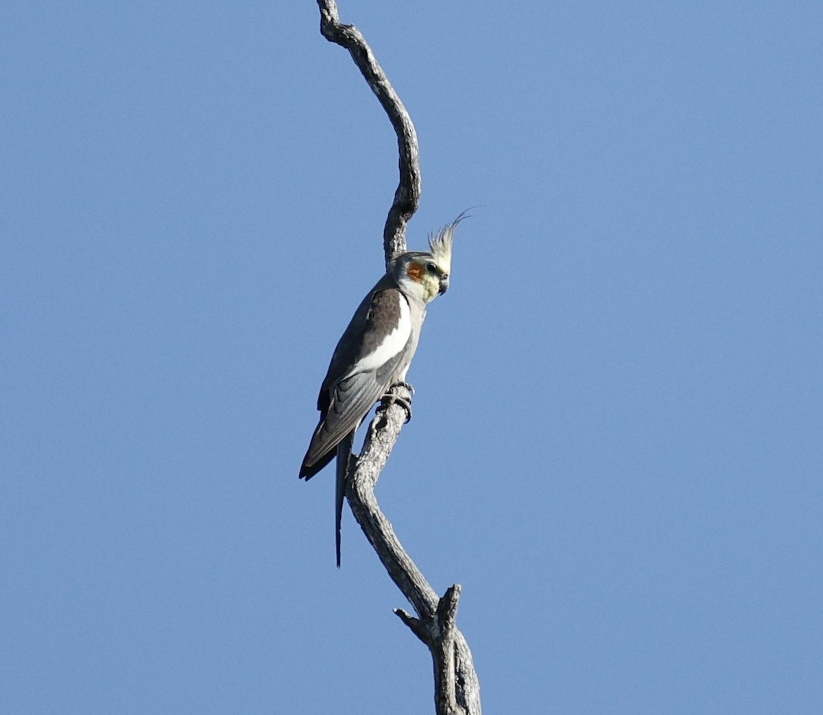 雞尾鸚鵡 - ML645374007