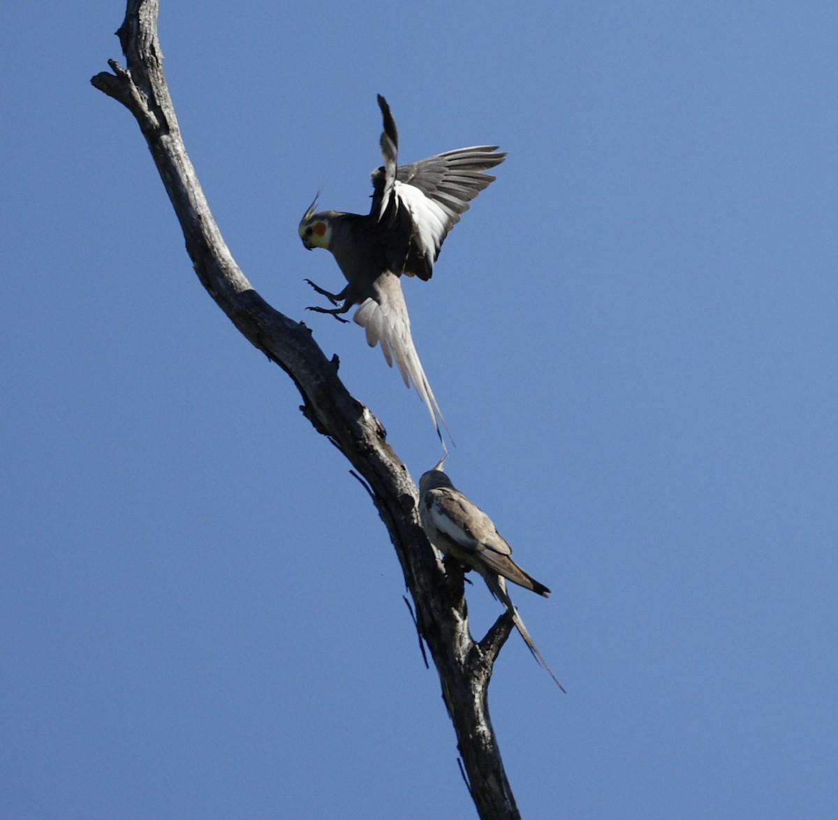 雞尾鸚鵡 - ML645374009