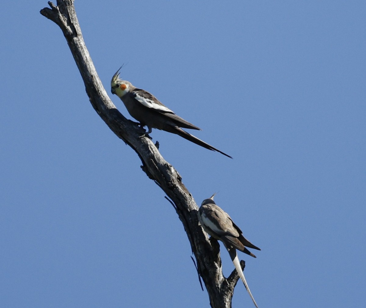 雞尾鸚鵡 - ML645374010