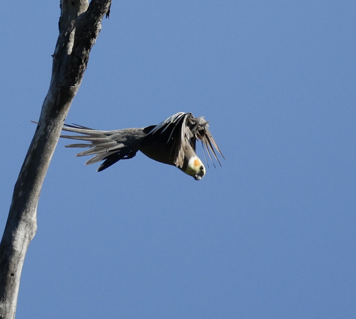 雞尾鸚鵡 - ML645374011