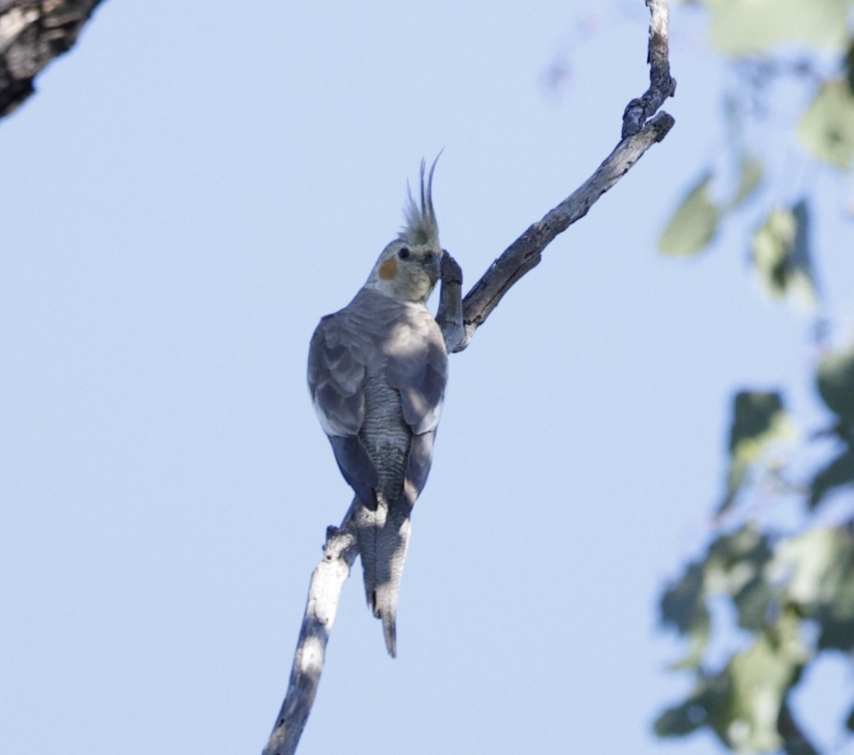 雞尾鸚鵡 - ML645374012