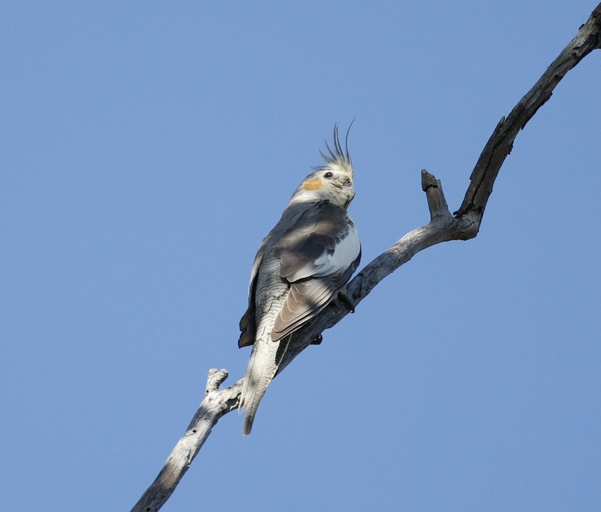 雞尾鸚鵡 - ML645374013