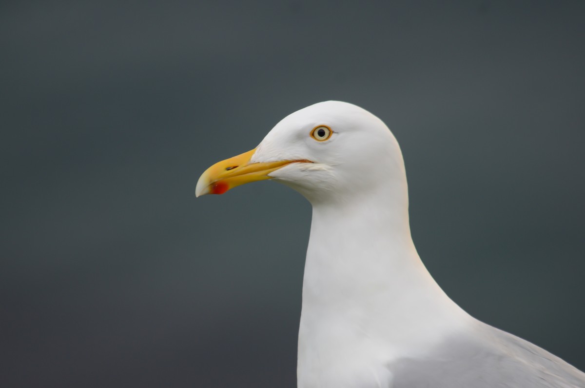American Herring Gull - ML645374014