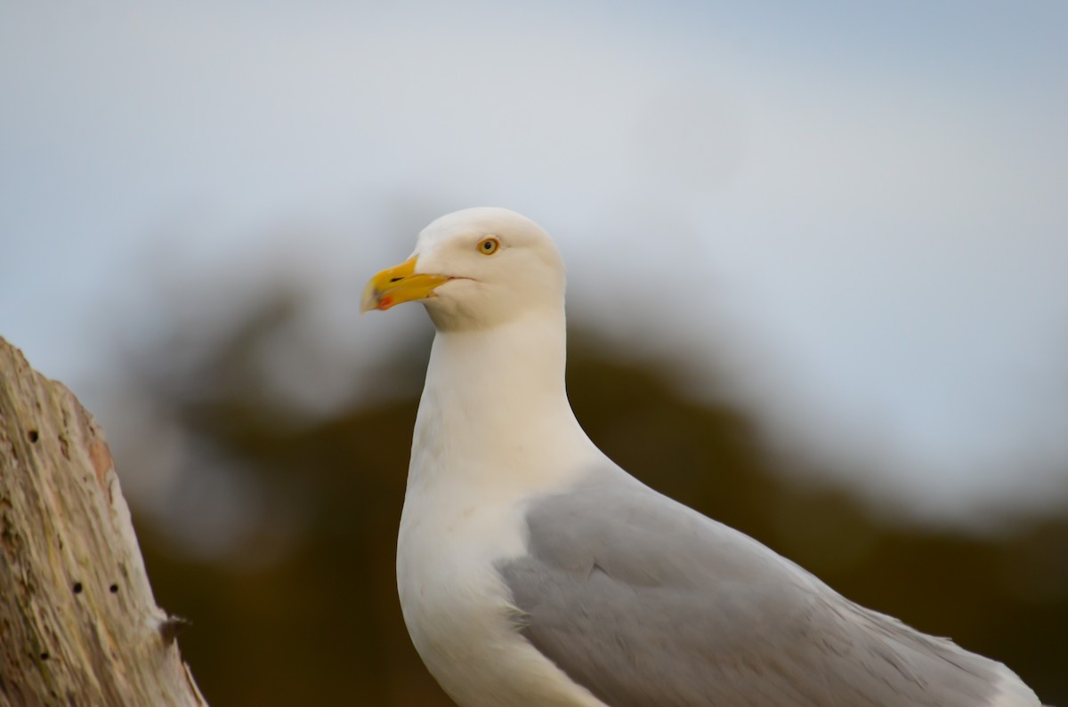 American Herring Gull - ML645374015