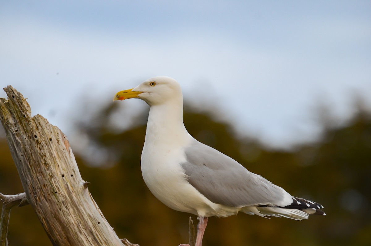 American Herring Gull - ML645374016