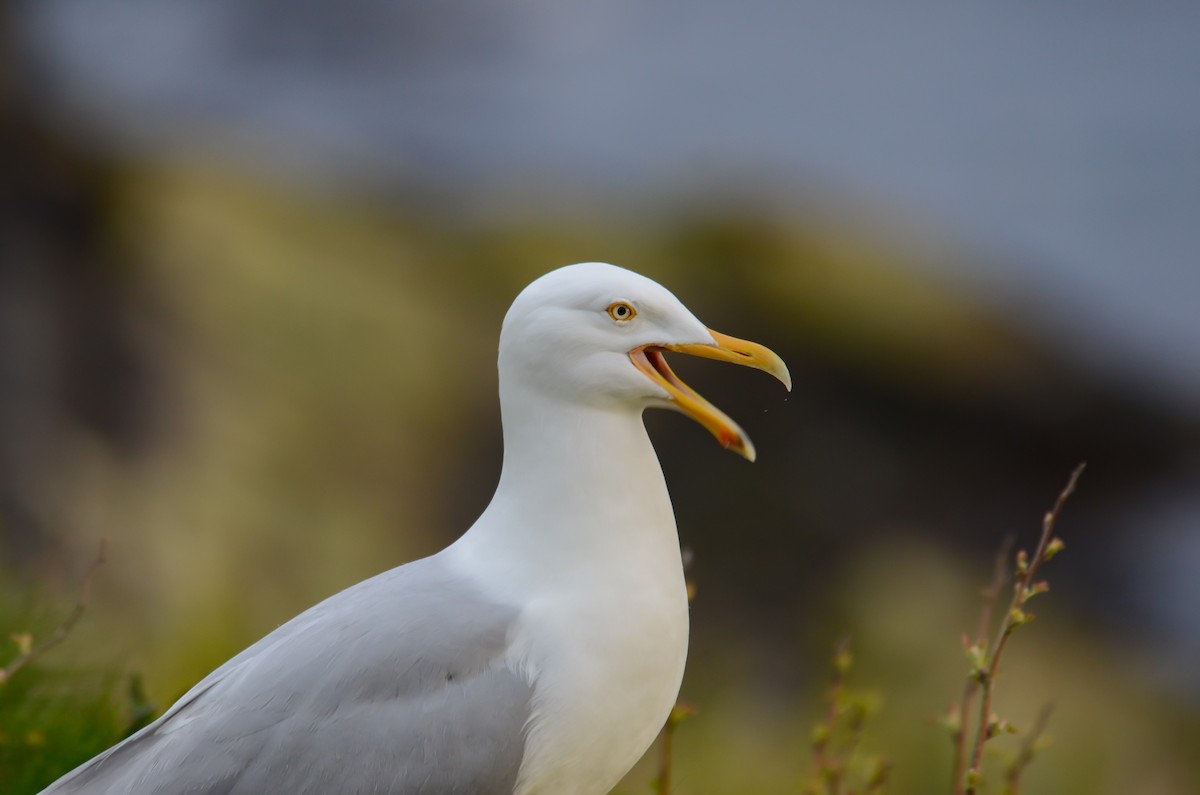 American Herring Gull - ML645374017