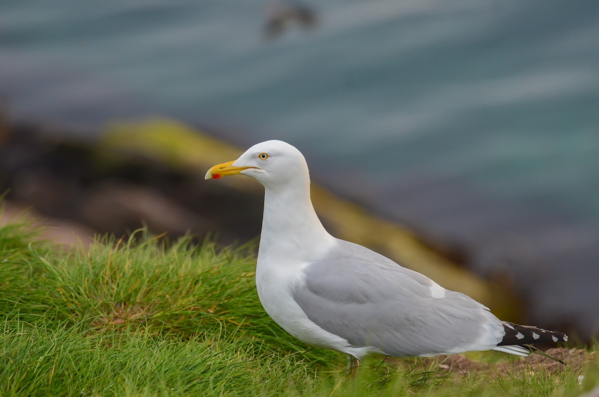American Herring Gull - ML645374018
