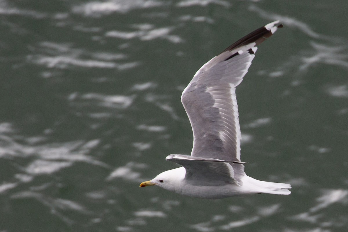 American Herring Gull - ML645374019