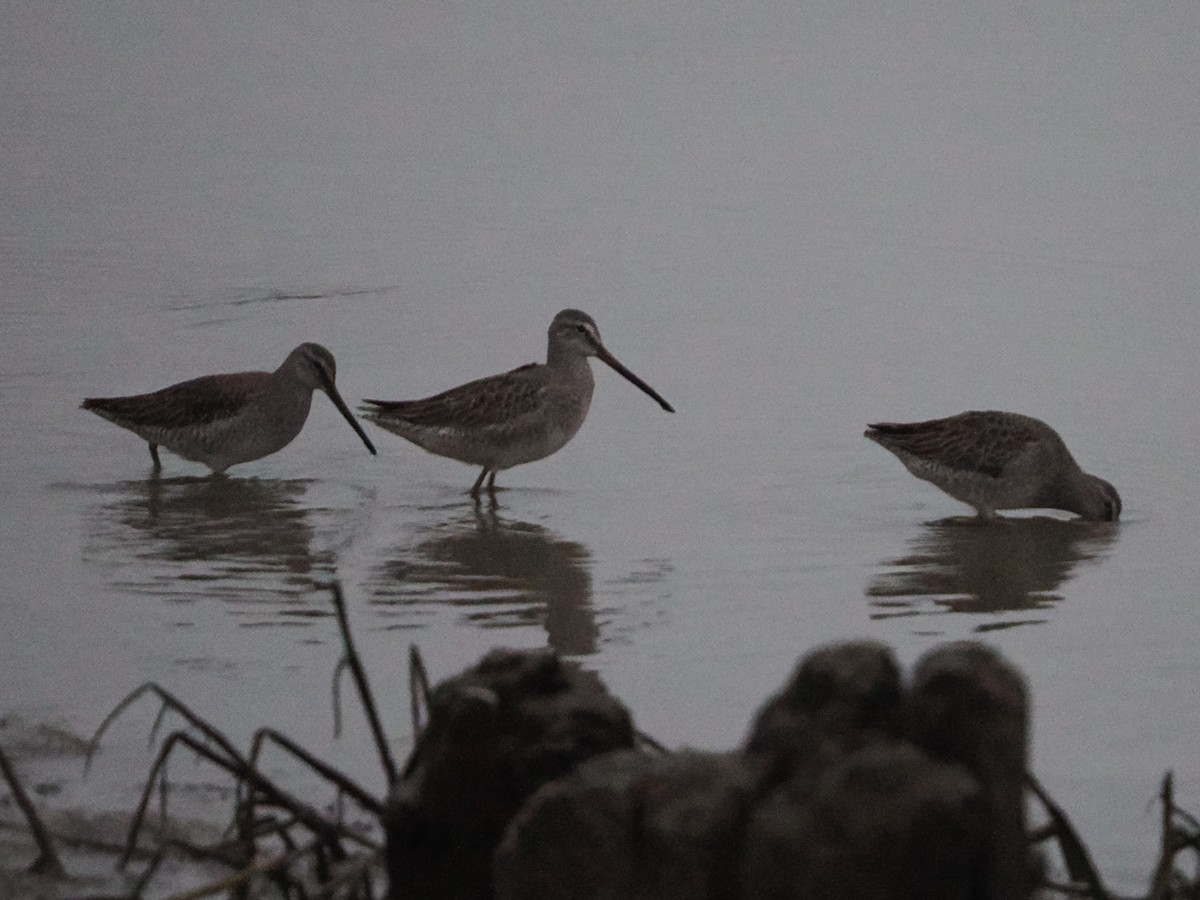 長嘴半蹼鷸 - ML645374021