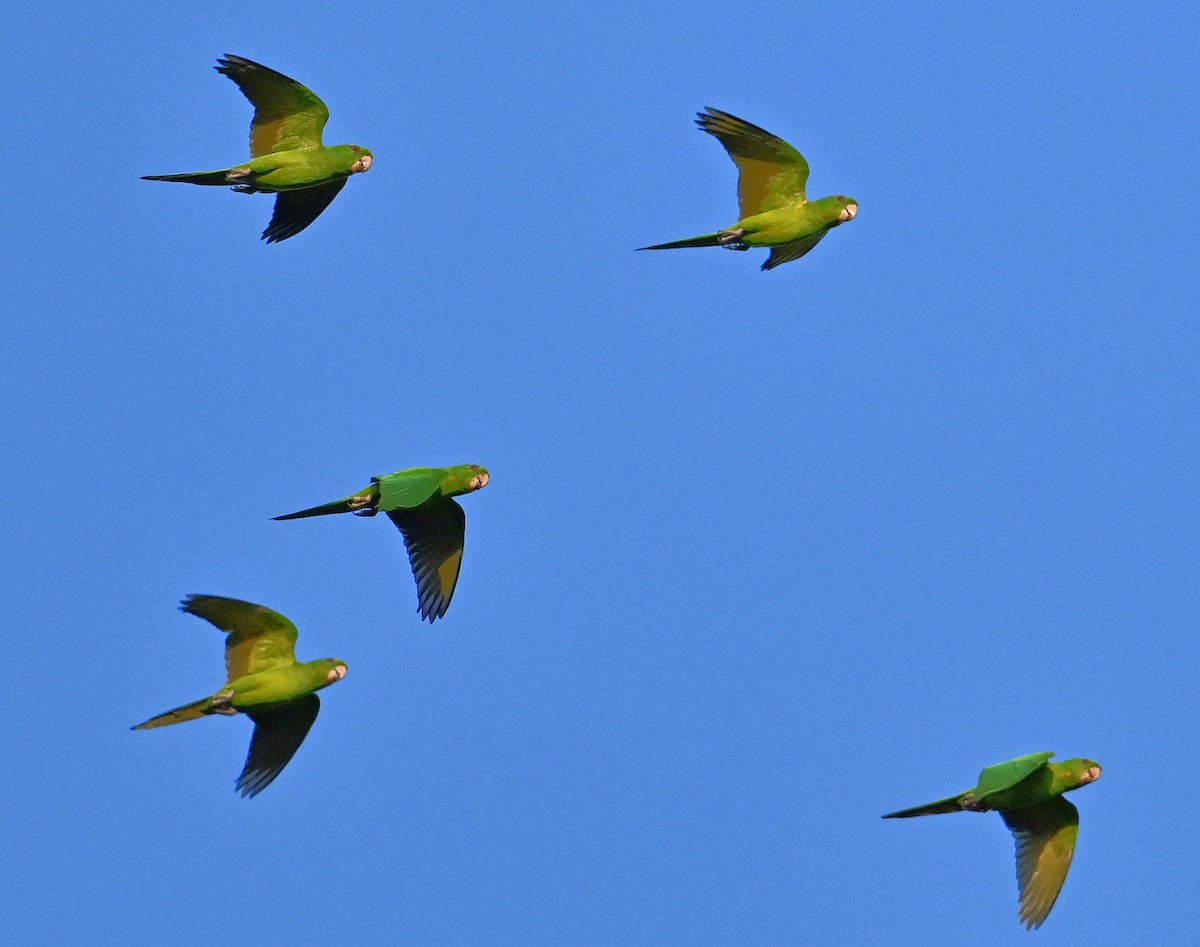 aratinga zelený - ML645374022