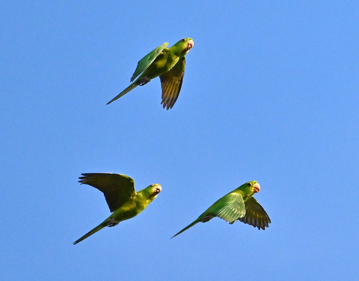 aratinga zelený - ML645374023