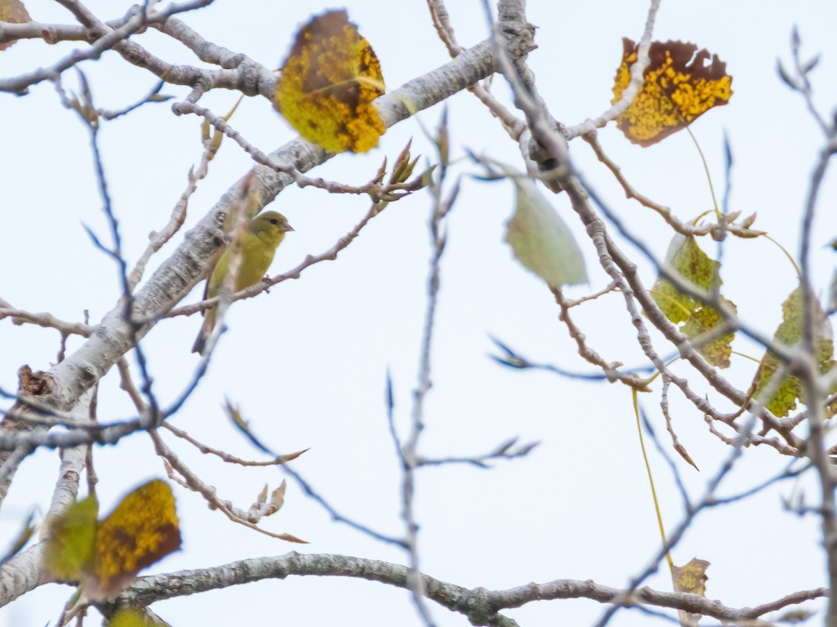 Lesser Goldfinch - ML645374024