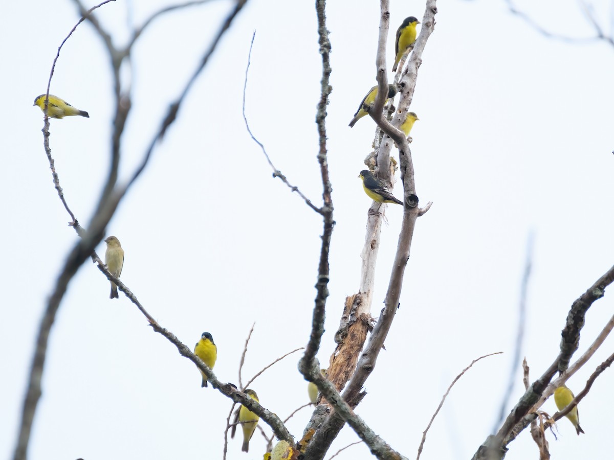 Lesser Goldfinch - ML645374025