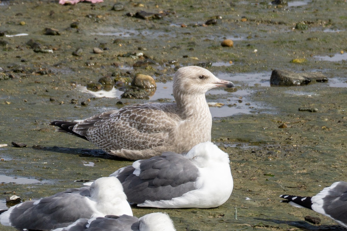 American Herring Gull - ML645374027