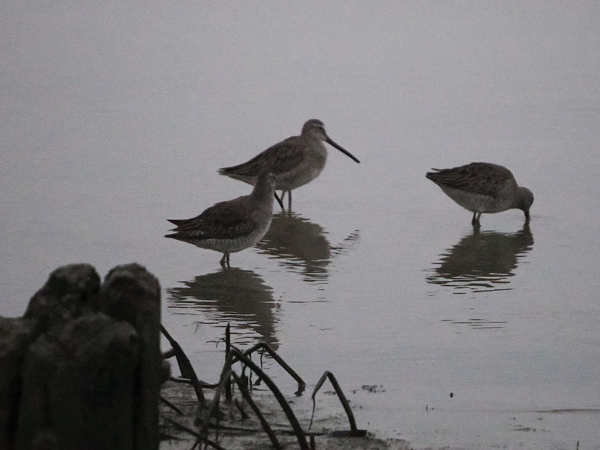 長嘴半蹼鷸 - ML645374028