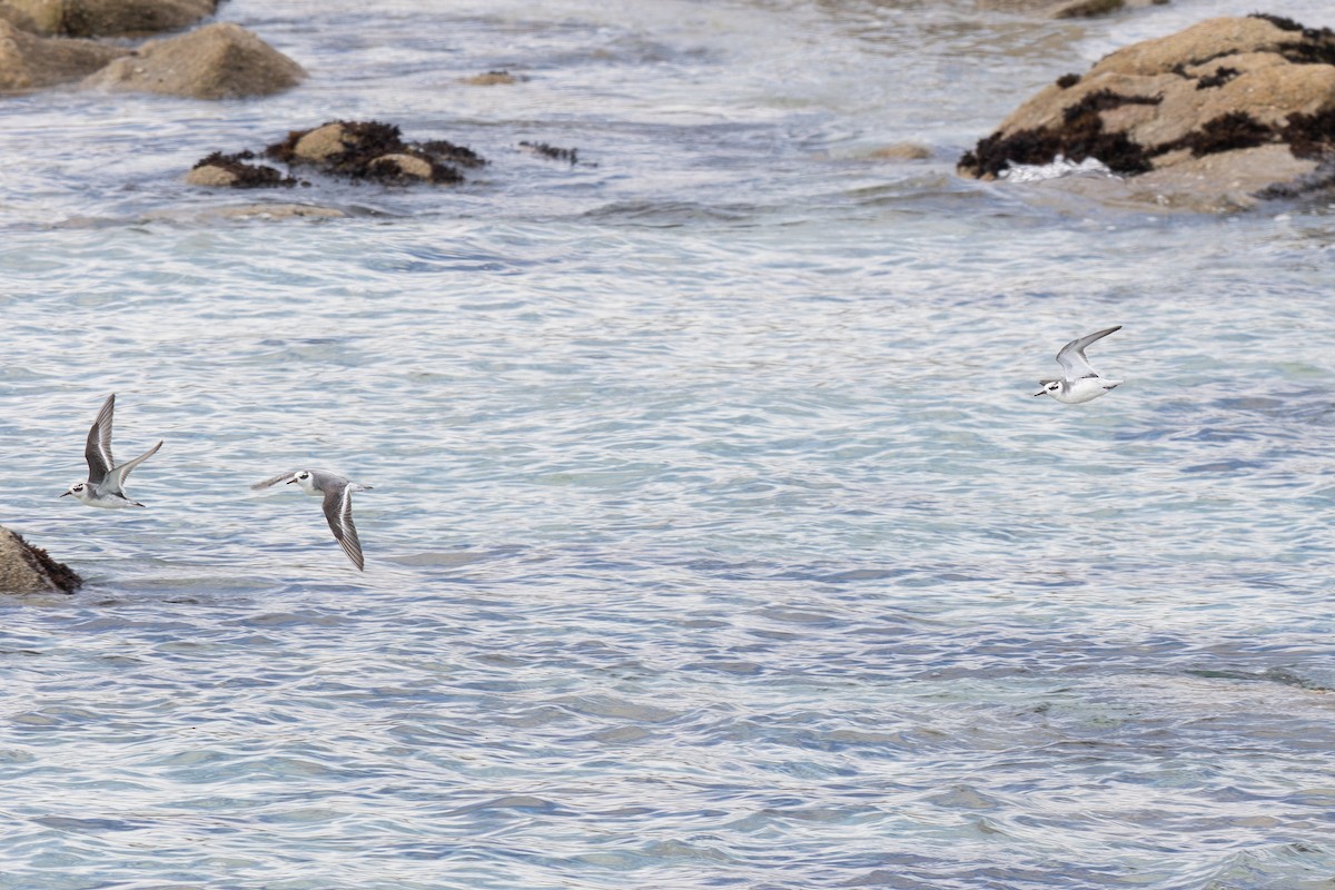 Red Phalarope - ML645374074