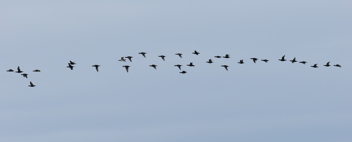 Surf Scoter - ML645374075