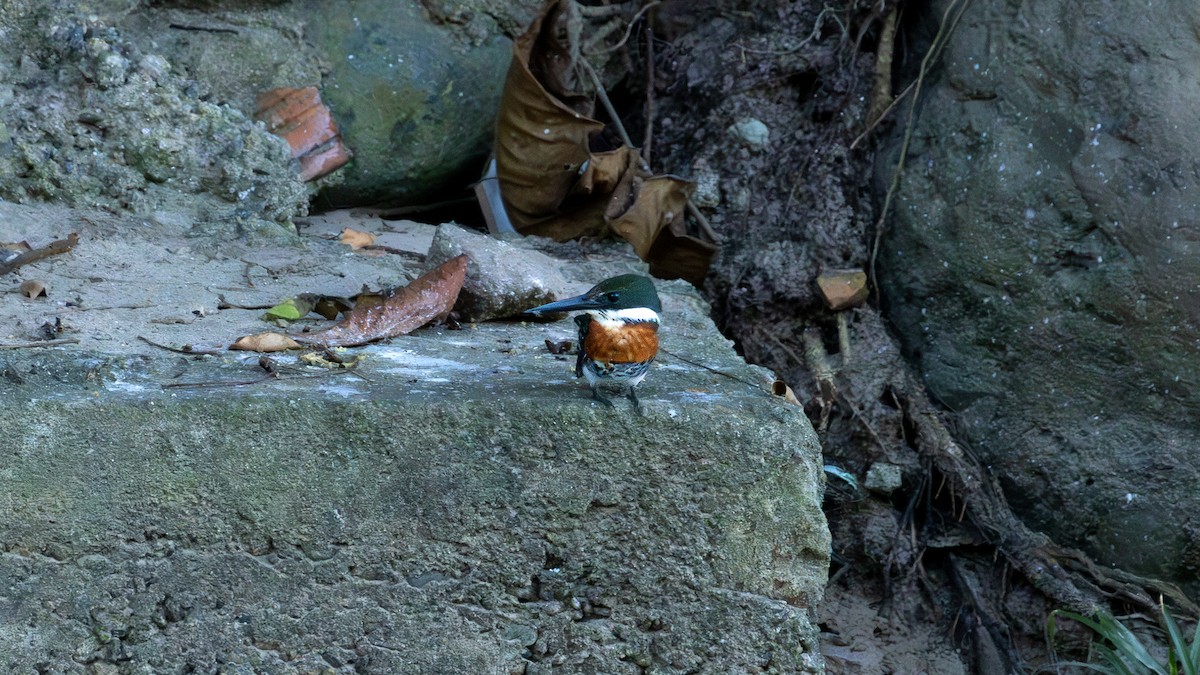 Green Kingfisher - ML645374077