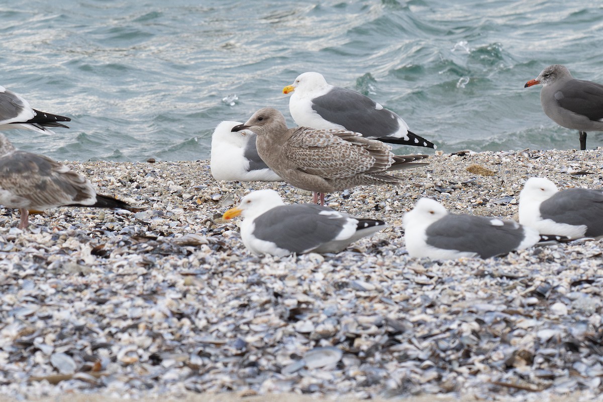 Iceland Gull (Thayer's) - ML645374089