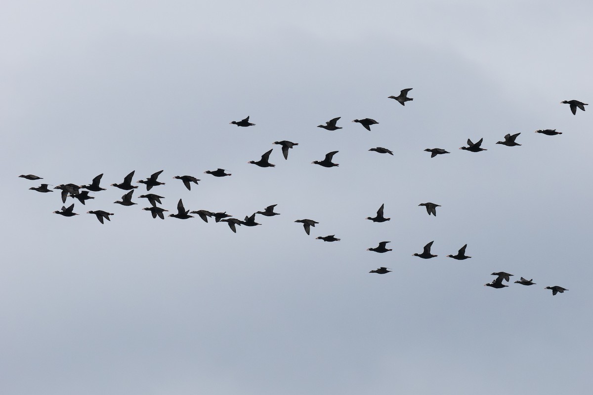 Surf Scoter - ML645374090