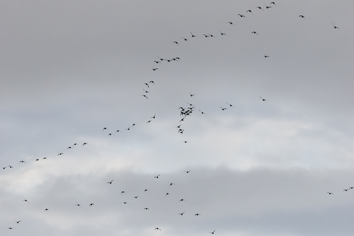 Surf Scoter - ML645374097