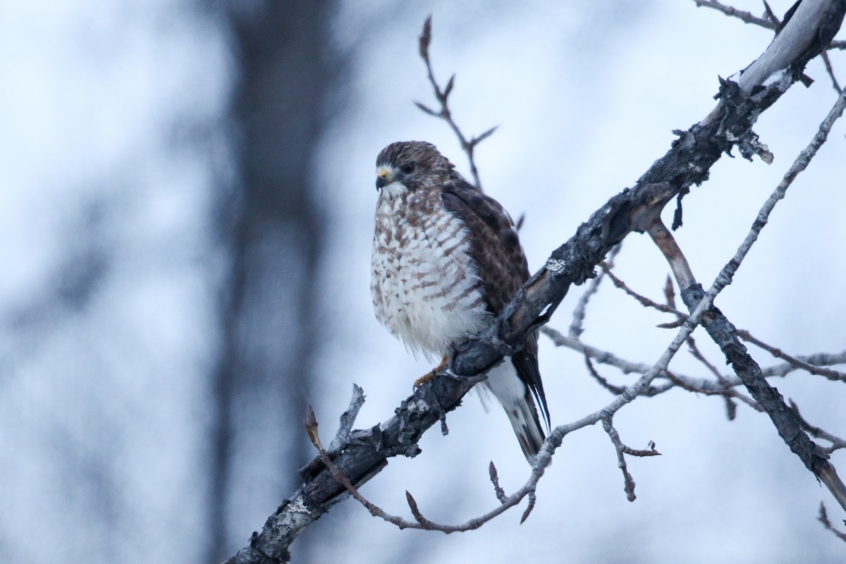 Broad-winged Hawk - ML645374105