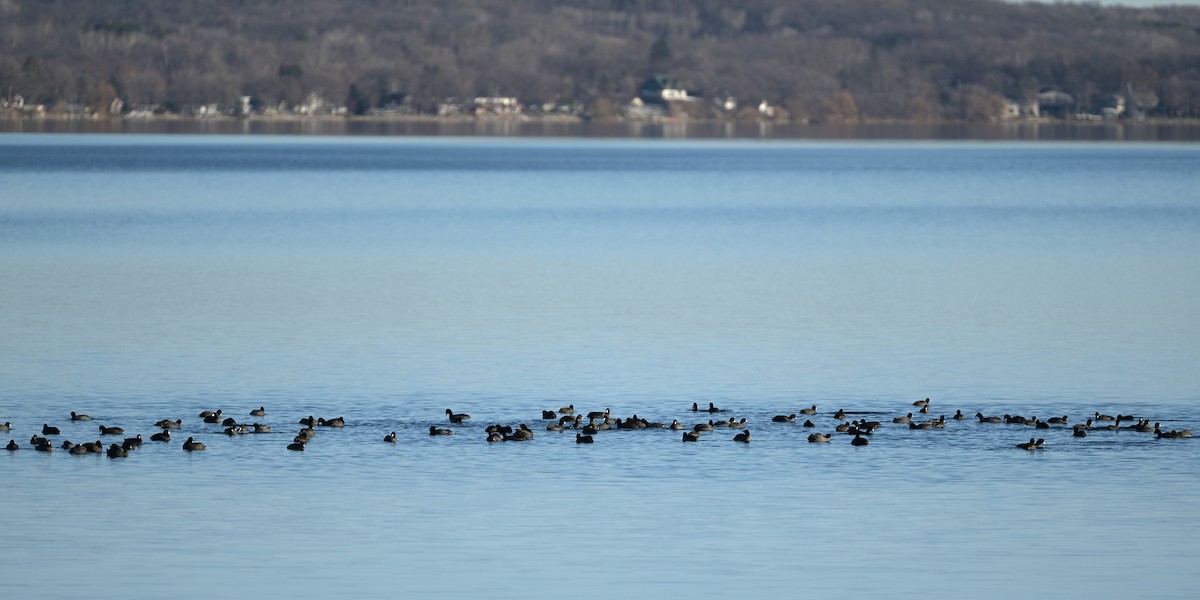 lyska americká - ML645374106