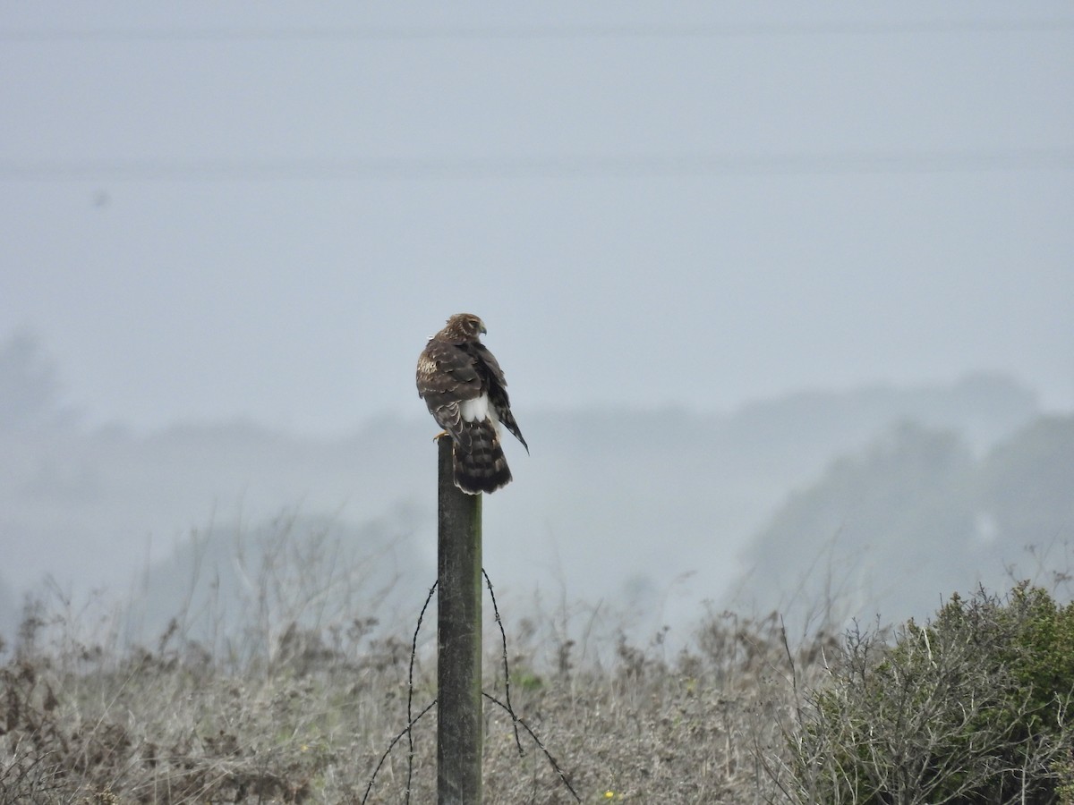 Northern Harrier - ML645374108