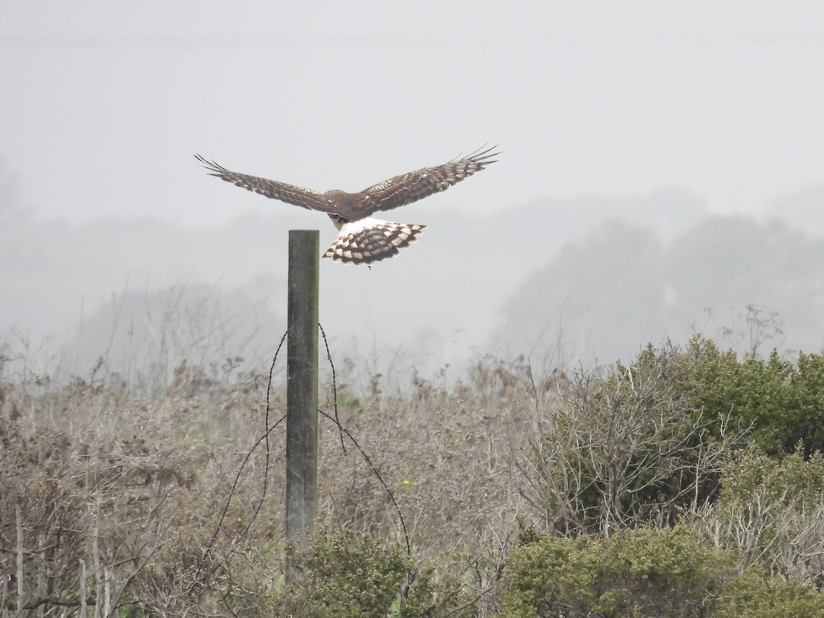 Northern Harrier - ML645374109