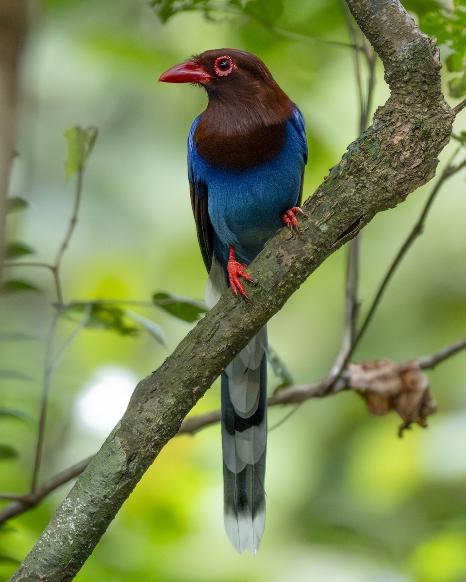 Sri Lanka Blue-Magpie - ML645374161