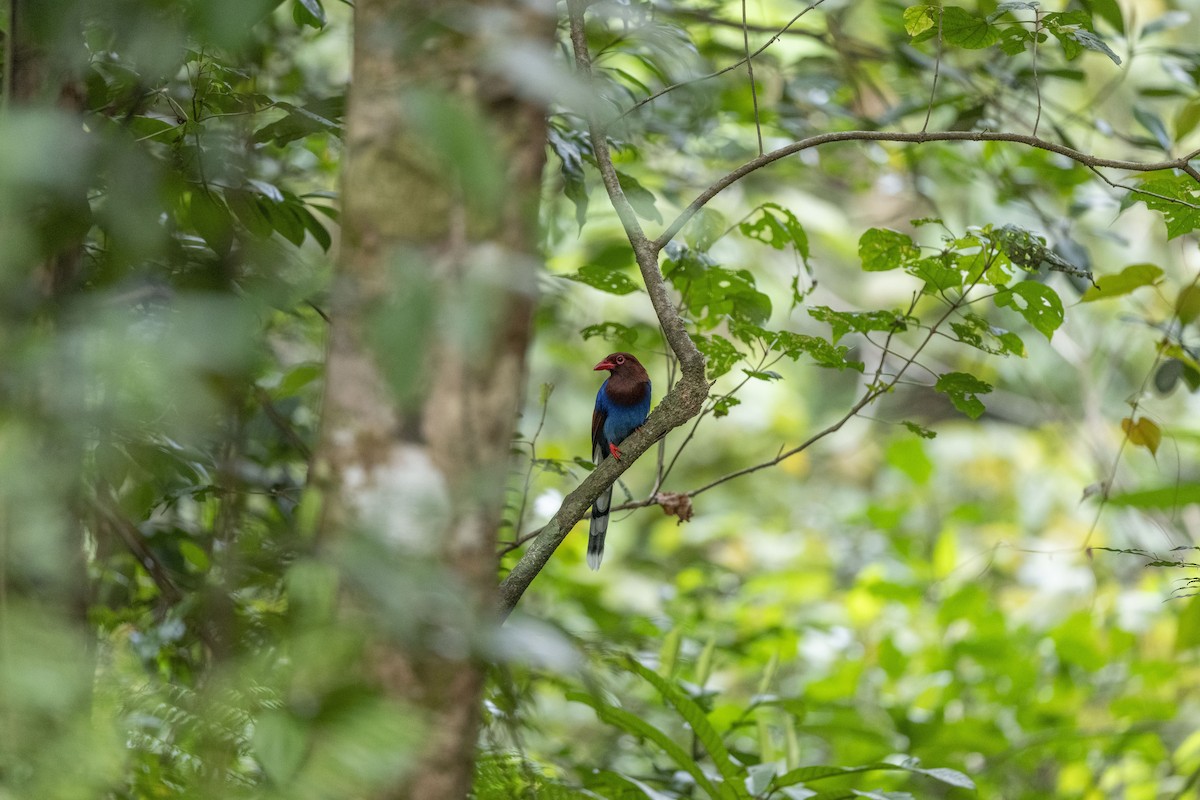 Sri Lanka Blue-Magpie - ML645374162