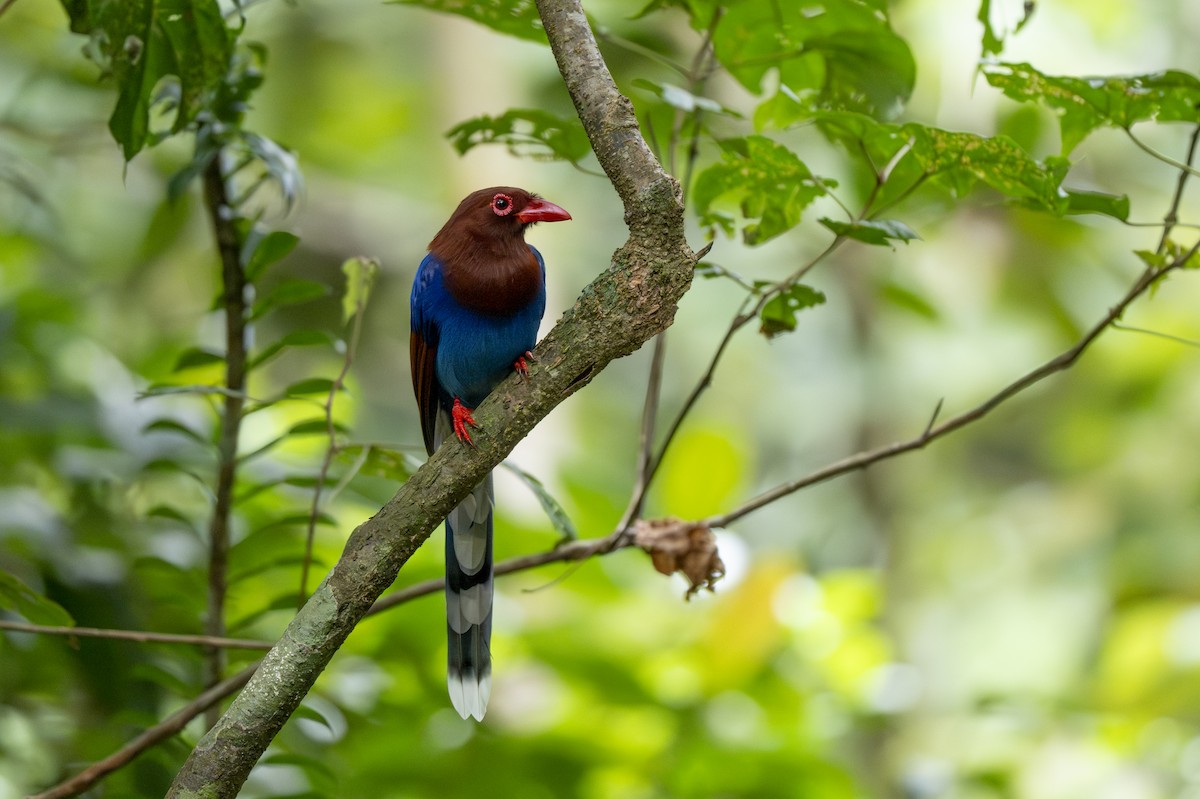 Sri Lanka Blue-Magpie - ML645374163