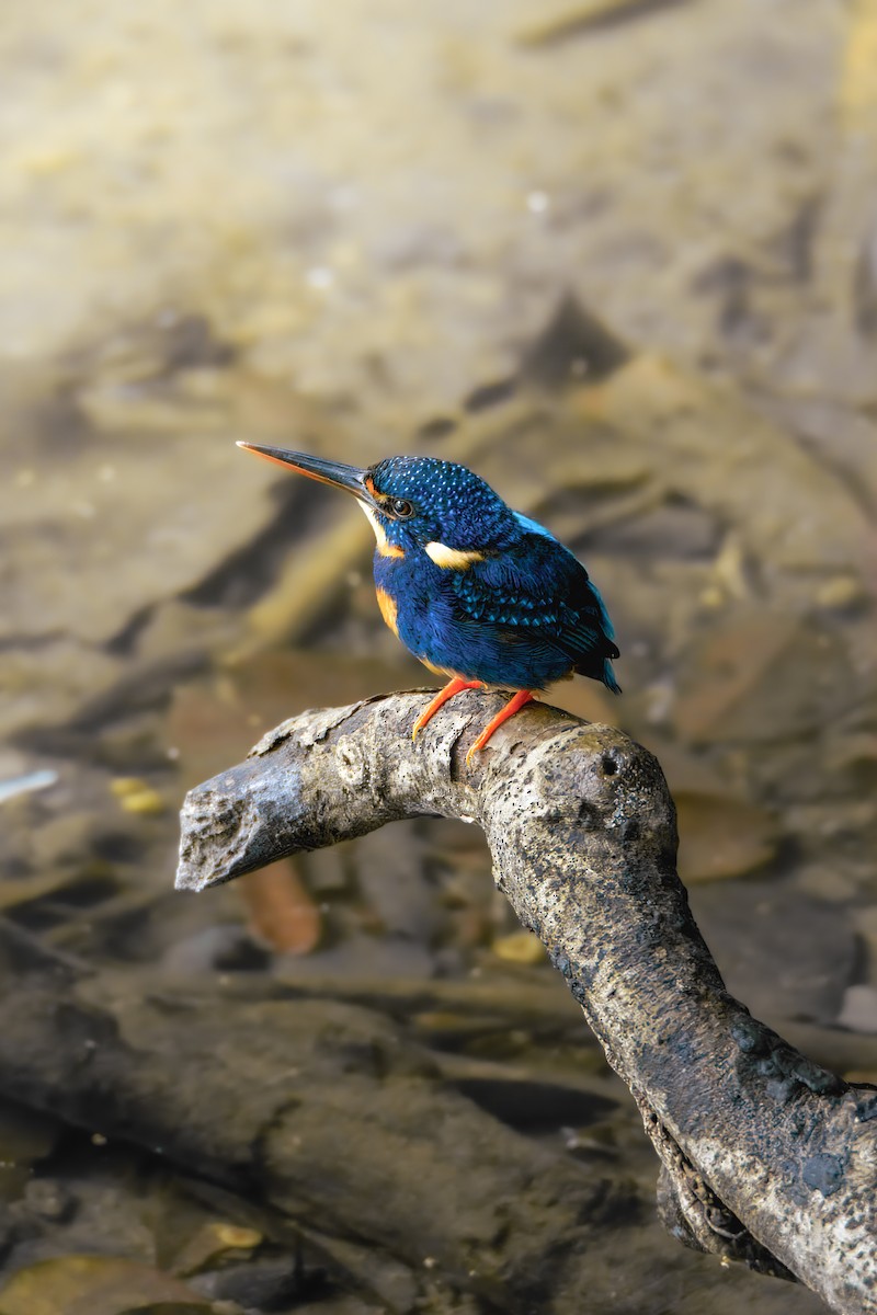 Indigo-banded Kingfisher - ML645374190